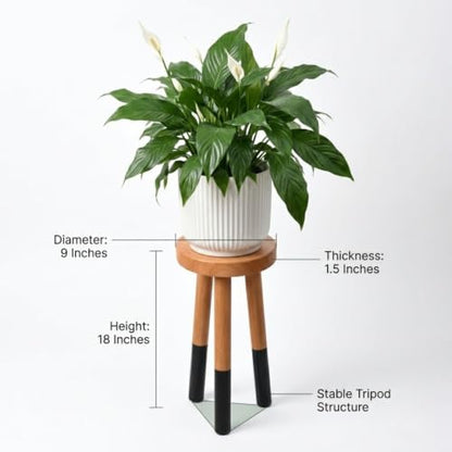 Wood Plant Stand, Indoor Plant Holder, Wooden Pot Stand for Plants - color: 18" Tall Black