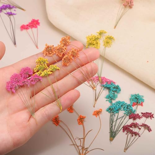 MECCANIXITY 12 Pcs Natural Dried Pressed Flowers for Craft, Lace Real Pressed Dried Flowers Colorful Bouquets for Resin Moulds DIY Scrapbooking Candle Jewelry Making, Dark Pink - color: Dark Pink
