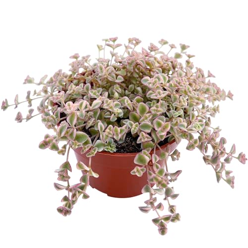 Sprout N Green 4" Sedum Little Missy Variegated, Live Trailing Succulent Rooted in Pot, House Plant for Home Office Wedding Hanging Decoration, DIY Projects, Party Favor, Pet Friendly, Easy to Care - color: Sedum Little Missy Variegated