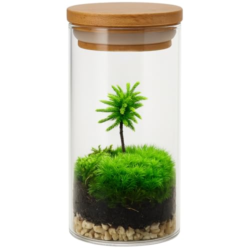 Miniature Live Moss Tree Terrarium, Beautiful Green Mini Ecosystem with Live Moss, Grow You Own Mini Forest, Unique Gift from Nature for Home or Office (Bamboo Lid) - style: Bamboo Lid