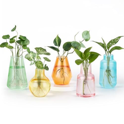 Mkono Propagation Vases 5 Glass Jars Station for Hydroponic Plants,Color | Assorted Shapes & Sizes Pot, Cuttings & Flower Holder, Rooting Container, Thick Sturdy Planter, Home Office Decor, Gift Idea - color: Colorful
