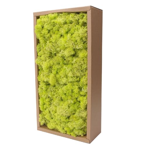 Preserved Reindeer Craft Moss-17.6oz Natural Green DIY Kit Gardenning Art Wall Florist Moss Terrariums Gardenning Decor Landscape Garden Decor(Yellow Green 17.6 OZ) - color: YELLOW GREEN, size: 1.1LB