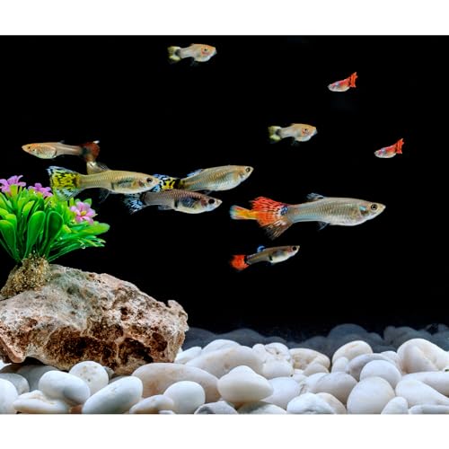 Mr. Fireglass 10 lbs White River Rocks, 3/8 inch Natural Polished Pebbles - color: White, size: 3/8 inch, 10 lb
