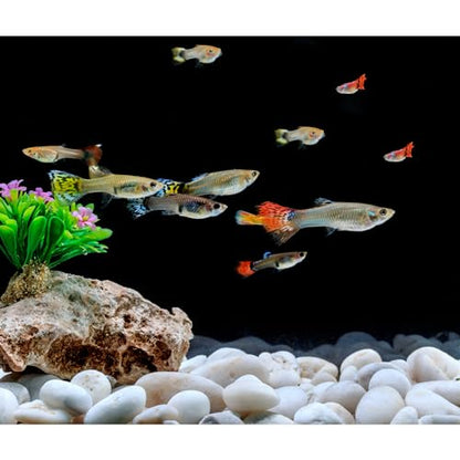 Mr. Fireglass 10 lbs White River Rocks, 3/8 inch Natural Polished Pebbles - color: White, size: 3/8 inch, 10 lb