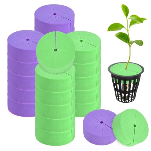 M METERXITY 20-Pack Cloning Collars Inserts, Hydroponics Sponge Systems Cloning DIY Foam Cloner Inserts Fits 2" Net Pots for Hydroponic/Clone Machines/Plant Germination [Purple, Green] - color: Purple, Green