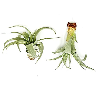 ragnaroc Live Air Plant - Tillandsia Xerographica Pups, Jumbo +6” - 2 ct - Ideal for Gifts & Presents, Live Indoor Plants & Live House-Plants – Live Plants for Home décor - size: 2 Pack, style: Jumbo