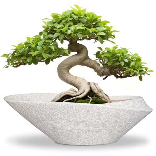 Bonsai Tree Pot - 12 Inch Ceramic Planter with Drainage Hole, Modern Succulent Pots for Indoor & Outdoor, Decorative Planter for Home Decor, Plant Lover Gifts, White-Black - color: White & Black, size: 12 Inch