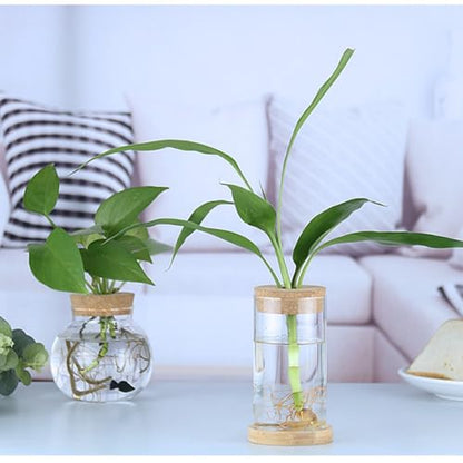 Plants Propagation Stations, Desktop Glass Plant Pot with Lid for Home, Indoor, Office (Medium) - size: Medium