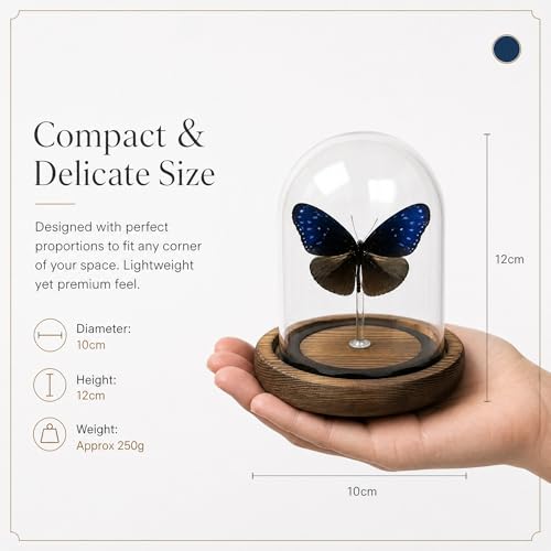 1pc Real Butterfly Specimen with Wooden Pedestal, Glass Bell Jar Display Case, Desktop Insect Collection, Scientific Educational Ornament (Euploea mulcibe) - color: Euploea Mulcibe