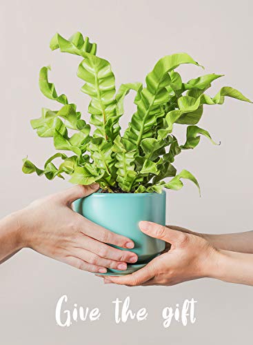 LE TAUCI Ceramic Plant Pots, 4.3+5.3+6.8 inch, Set of 3, Planters with Drainage Hole and Saucer, Indoor Flower Pot with Hole Mesh Pad, Gifts for Mom, Aqua - color: Aqua