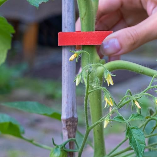 HARFINGTON 2pcs Garden Plant Tape 33ft 25/64" Reusable Garden Plant Ties Strap Nylon Plant Twist Tie for Plant Gardening Home Office, Red - color: Red, size: 33ft x 25/64"