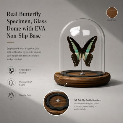 1pc Real Butterfly Specimen Glass Dome, Wooden Base Taxidermy Display, Home Office Desk Ornament, Unique Entomology Collector Gift (Graphium sarpedon) - color: Graphium Sarpedon