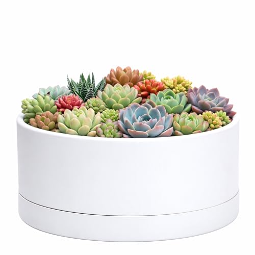 D'vine Dev 10 in Shallow Round Succulent Planter, White, 76-Z-A-2 | Wide Bowl Design, Thick-Walled Durable Construction, Enhanced Drainage, Detachable Saucer, Ideal for Succulent Arrangements - color: White, size: 10 Inch