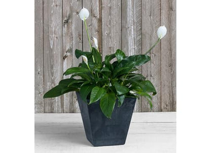 ArtStone Root & Vessel, Black, 35128 Ella Square Planter, 12, Inch