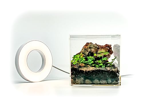 Generic Tiny Terrarium Kit with Isopods (6x6 inch) - DIY Starter Kit, BioActive Enclosure, Live Tropical Plants, LED Grow Light, Soil & Drainage, White