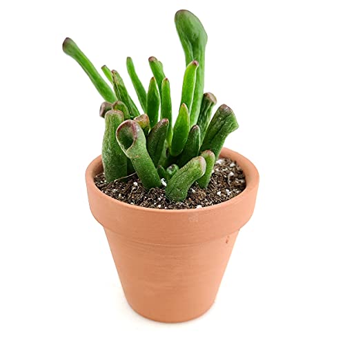 Gollum Jade Crassula 2'' + Clay Pot - Unique Collection of Live Crassula Succulents Easy to Grow Indoor House Plant, Fully Rooted in 2/4/6 inch Size - color: Gollum Jade Crassula, size: 2'' + Clay Pot