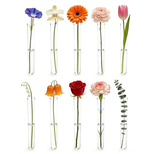 10 Pcs Glass Test Tubes for Plants, 6 Inch Plant Propagation Tubes Clear Propagation Vases, Hydroponic Planter for Home Office Desktop Decoration (no Lip on the top)