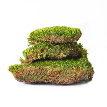 SuperMoss (21542) Mood Moss Preserved, Fresh Green, 4oz - color: Fresh Green, size: 120 in3 Bag (Appx. 4oz)