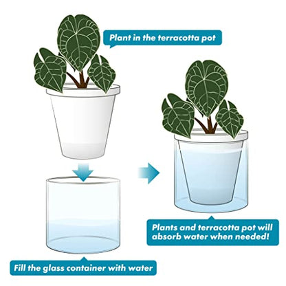 D'vine Dev Self-Watering White Terracotta Planter Pot, 6 in, 37-X-B-2 | Terracotta & Glass Design, Clear Water Reservoir, Visible Water Level, Easy Plant Care, Ideal for Busy Plant Lovers - color: White, size: 6 Inch