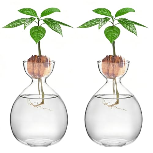 2PCS Small Avocado Grow Vase Glass Acorn Seed Starter Vase Pot for Growing | Premium Glass Avocados Growing Vases, Clear Avocados Pit Planter Pot, Ideal for Gardening Lover Indoor Hydroponics - size: 2PCS Plain 3.74*3.74*5.11inch