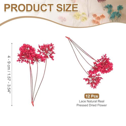 MECCANIXITY 12 Pcs Natural Dried Pressed Flowers for Craft, Lace Real Pressed Dried Flowers Colorful Bouquets for Resin Moulds DIY Scrapbooking Candle Jewelry Making, Dark Pink - color: Dark Pink
