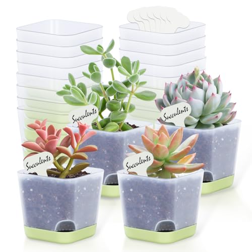 Oliz 20pk 3" Square Succulent Pots w/Drainage & Saucers | Comes with 30 plant labels as a gift, Half Clear Plastic, Nursery Pots, Decorative Flower Pots for Indoor Outdoor Plants - size: Mini Clear Pots 20 Pack