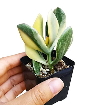 Crassula Hummel’s Sunset 2 inch - Unique Collection of Live Crassula Succulents Easy to Grow Indoor House Plant, Fully Rooted in 2/4/6 inch Size - color: Crassula Hummel’s Sunset, size: 2 inch
