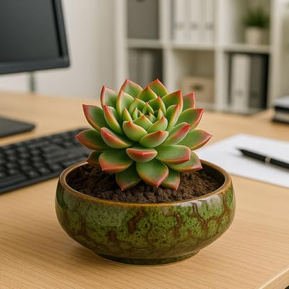 Oncpcare Lotus Bowl Planter – Ceramic Water Plant Pot Sacred Bonsai Bowl Lotus Flower, Shallow Glazed Vase for Lotus Seeds, Bonsai, Succulents, Hydroponic Plants (Blue) - color: Blue-a