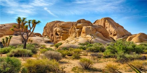 36X14 Inches Bearded Dragon Tank Background Joshua National Park Backdrop | Patterns with Desert Cactus Sandstone, suitable for Reptile Habitat Tank, Terrarium Background, Durable Polyester - size: 36X14 Inches