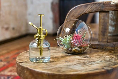 Large Hand-Blown Glass Terrarium Kit with 3 Ionantha Air Plants - Live Tillandsia Succulent House Plant - Wholesale and Bulk - Home and Garden Decor - Easy Care Indoor and Outdoor Plants
