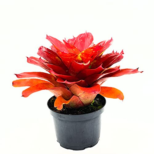 ragnaroc Live Plants – Bromeliad Neoregelia Lamberts Pride, 8-12" in 6" Pot - 1ct - Live Arrival Guaranteed - House Plants for Home Decor & Gift - color: Lamberts Pride
