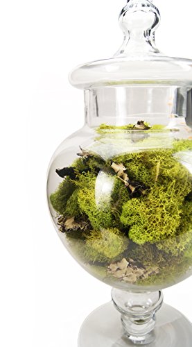 Josh's Frogs Sprig & Stone Lichen (1 Quart)