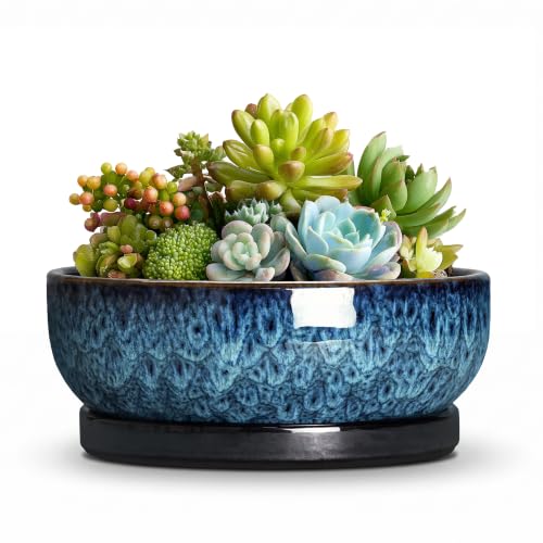 Succulent Pots, 6 Inch Ceramic Bonsai Pots with Saucer, Blue | Small Succulent Planters for Indoor Plant, Round Shallow Planter with Drainage Hole, Cactus Pot, Room Decor, Plant Lover Gift - color: Blue, size: 6 Inch