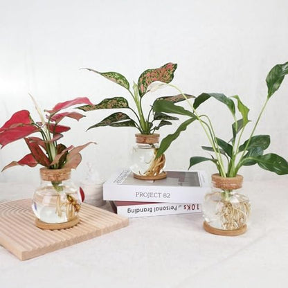 Plant Propagation Station, Hydroponic Glass Container Vase Jars, with Saucer for Desks, Houses, Garden Decorations, Home Kitchen Decorations and Gifts for Plant Lovers