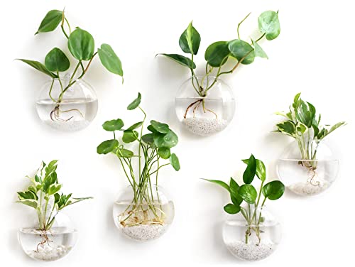 Mkono Wall Propagation Planters, 6 Pack Oblate Hanging Plant Holder Vase | Glass Terrariums Station, Hydroponic Indoor Flowers, Excludes Plants, Bathroom Living Room Office Decor, Gift for Plant Lover