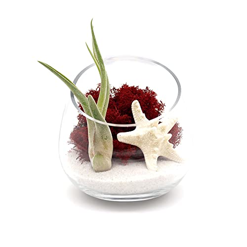 5 Inch Glass Slant Bowl Air Plant Terrarium Complete Kit with White Sand, Live Air Plant, Colorful Reindeer Moss and Starfish (Red) - color: Red