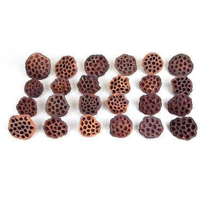 Dried Lotus Pods Pack of 25 Pods for Floral Arrangement and Home Decor,Natural Seed Heads for Vase Fillers, Dried Flower Centerpieces