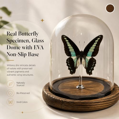 1pc Real Butterfly Specimen Glass Dome, Wooden Base Taxidermy Display, Home Office Desk Ornament, Unique Entomology Collector Gift (Graphium sarpedon) - color: Graphium Sarpedon