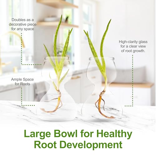 Garden Guru Plant Propagation Stations - Clear Glass Bud Vases Set of 32 - Mini Vases for Wedding Centerpieces, Cafe Décor, Tea Shop Displays - Small Hydroponic & Flower Vase - size: Set of 32