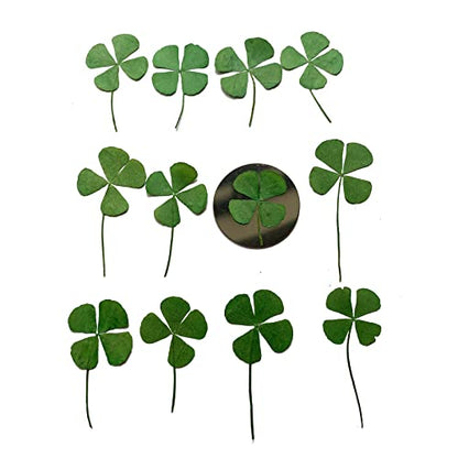 12 Pcs Dried Pressed Four Leaf Clover for Art Crafts DIY, YUNZHI Flat Leaves for Resin,Jewelry Making, Scrapbooking, Soap and Candle Making (0.79-0.98 inches) - size: 0.79-0.98 inches