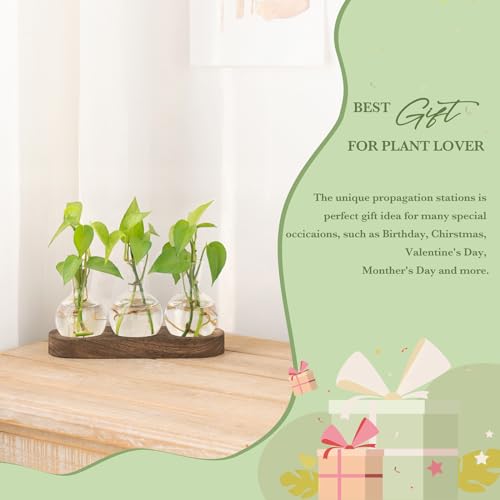 Mkono Desktop Plant Propagation Station Glass Planter Terrarium with Wooden Tray and Artificial Succulent in 3 Pack Mini Glass Geometric Terrarium
