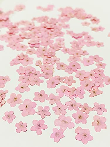 20 pcs Pink Forget Me Not Real Natural Dried Pressed Flowers for Resin Art Decors Craft DIY - color: Pink Forget Me Not