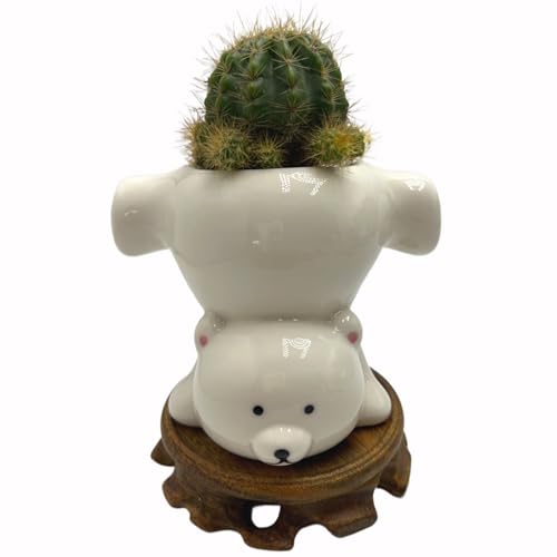 Cute Succulent Pots,White Ceramic Indoor Planters with Drainage and Wood Tray,Round Shallow Flower Plant Pots Decoration Bear - style: Bear