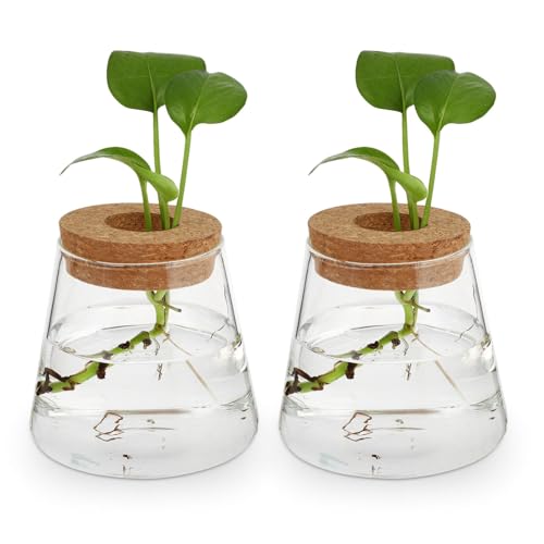 2PCS Plant Propagation Jars Plant Terrarium Glass Vase with Cork Planter Station for Growing Hydroponic Plants Indoor Table Centerpirce Home Office Decor