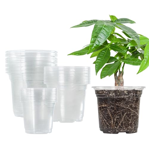 Clear Nursery Pots with Drainage Holes, 3/4/5 Inch, 36-Pack | Clear PET, 12 Each of 3 Sizes, Root and Moisture Visibility, Flexible, Reusable, Indoor Use, Propagation and Seed Starting - size: 3.5/4/5 Inch-without Lid