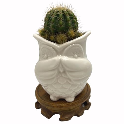 Cute Succulent Pots,White Ceramic Indoor Planters with Drainage and Wood Tray,Round Shallow Flower Plant Pots Decoration Owl - style: Owl