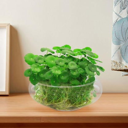 10 Inch Glass Bowl for Plants - Lotus Planter & Clear Terrarium, Large Round Vase for Table Centerpiece, Shallow Bowl for Goldfish & Betta, Decorative Glass Hydroponic Plant Pot 25cm - size: 25x25cm