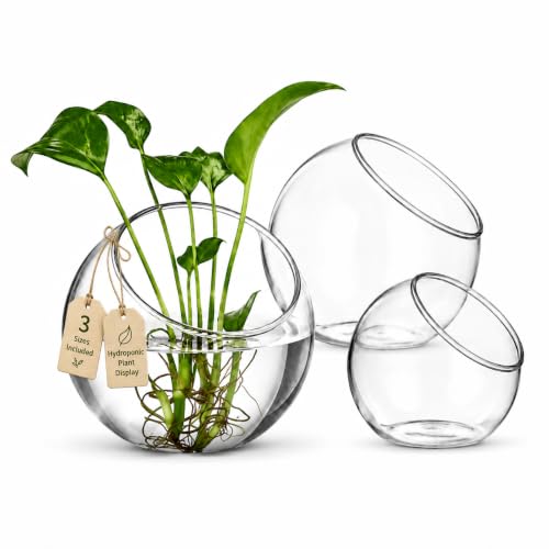 3 Pack Glass Terrarium Bowls for Air Plants, Clear Hydroponic Plant Propagation Vases with Wide Opening, Mini Indoor Garden Containers for Succulents, Pothos and Desk Decor