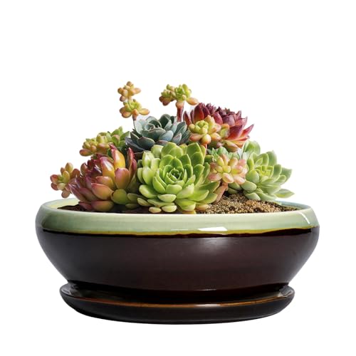 SQOWL Succulent Pots 6 Inch - Shallow Ceramic Planter, Bonsai Pot with Drainage Hole and Saucer, Round Ceramic Succulent Planter for Indoor Outdoor Plant, Kitchen Decor, Plant Lover Gift, Green-Brown - color: Green-brown, size: 6 Inch
