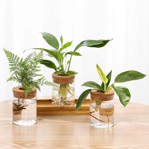 Plant Propagation Stations,3 Pcs Glass Vases with Wooden Stand &Lid - size: 8.7"L x 3.5"W x 4.7"H
